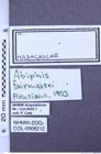 Etiketten zu Abiphis fairmairei (Fleutiaux, 1903) (NHMW-ZOO-COL-0008212)